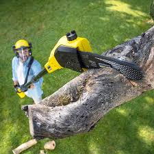 Best Arborist Consultation Services  in Owensboro, KY